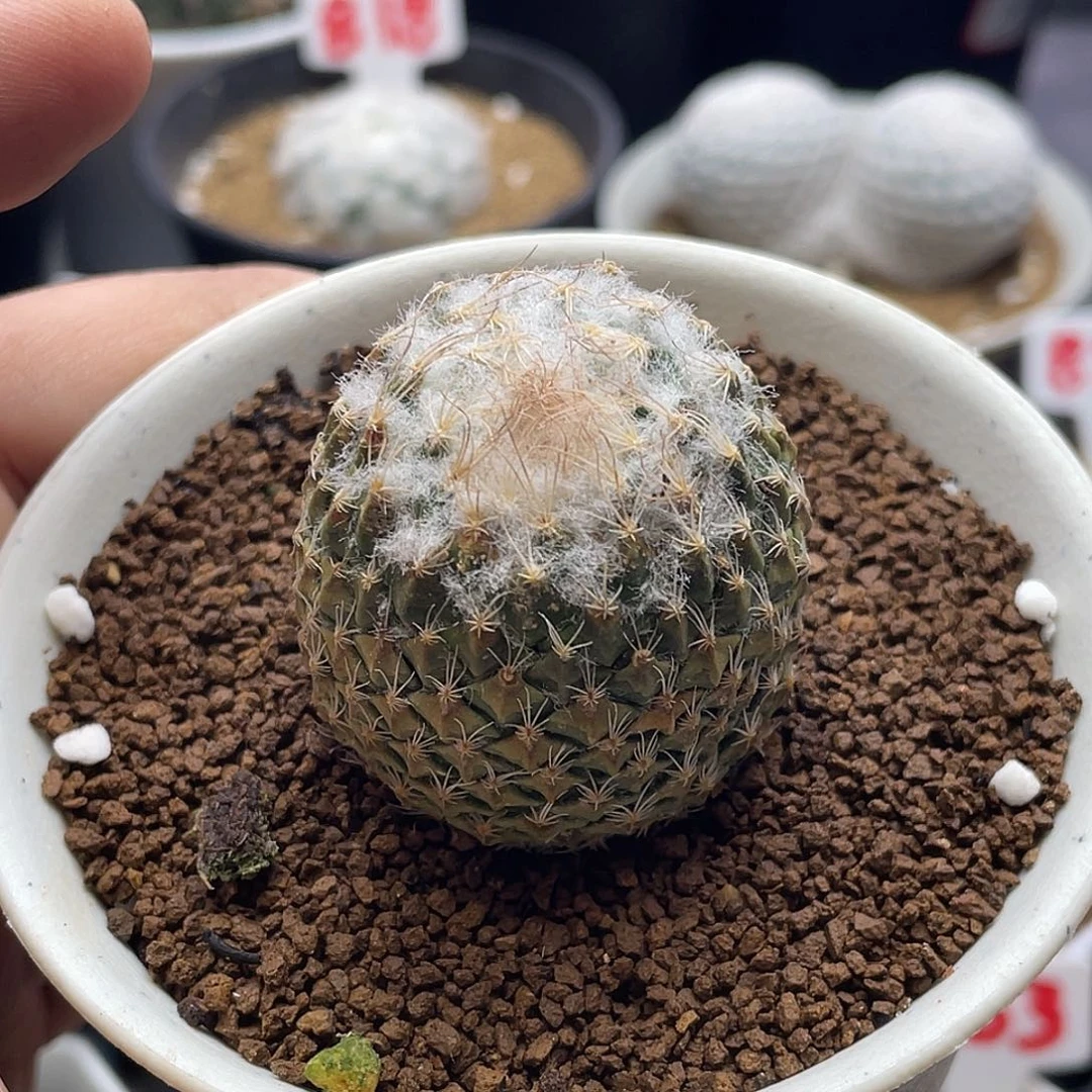 雪顶银牡丹 送盆土