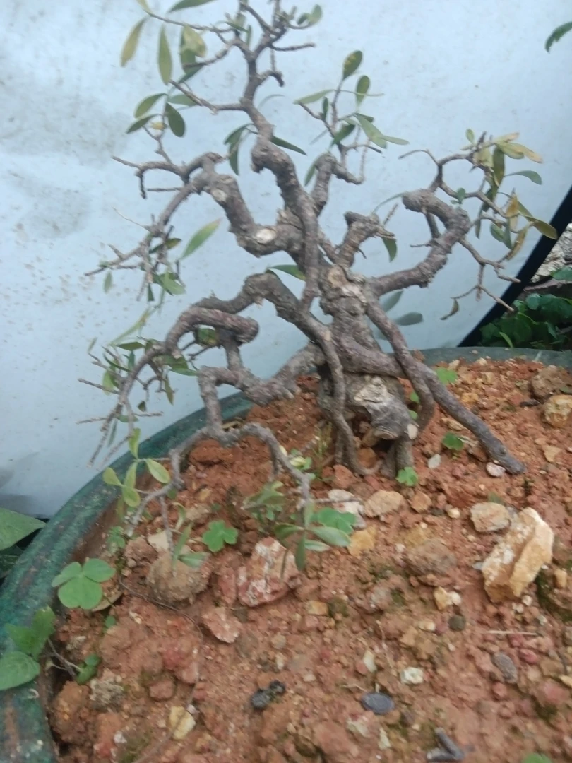 栀子花岭南桩精品老桩