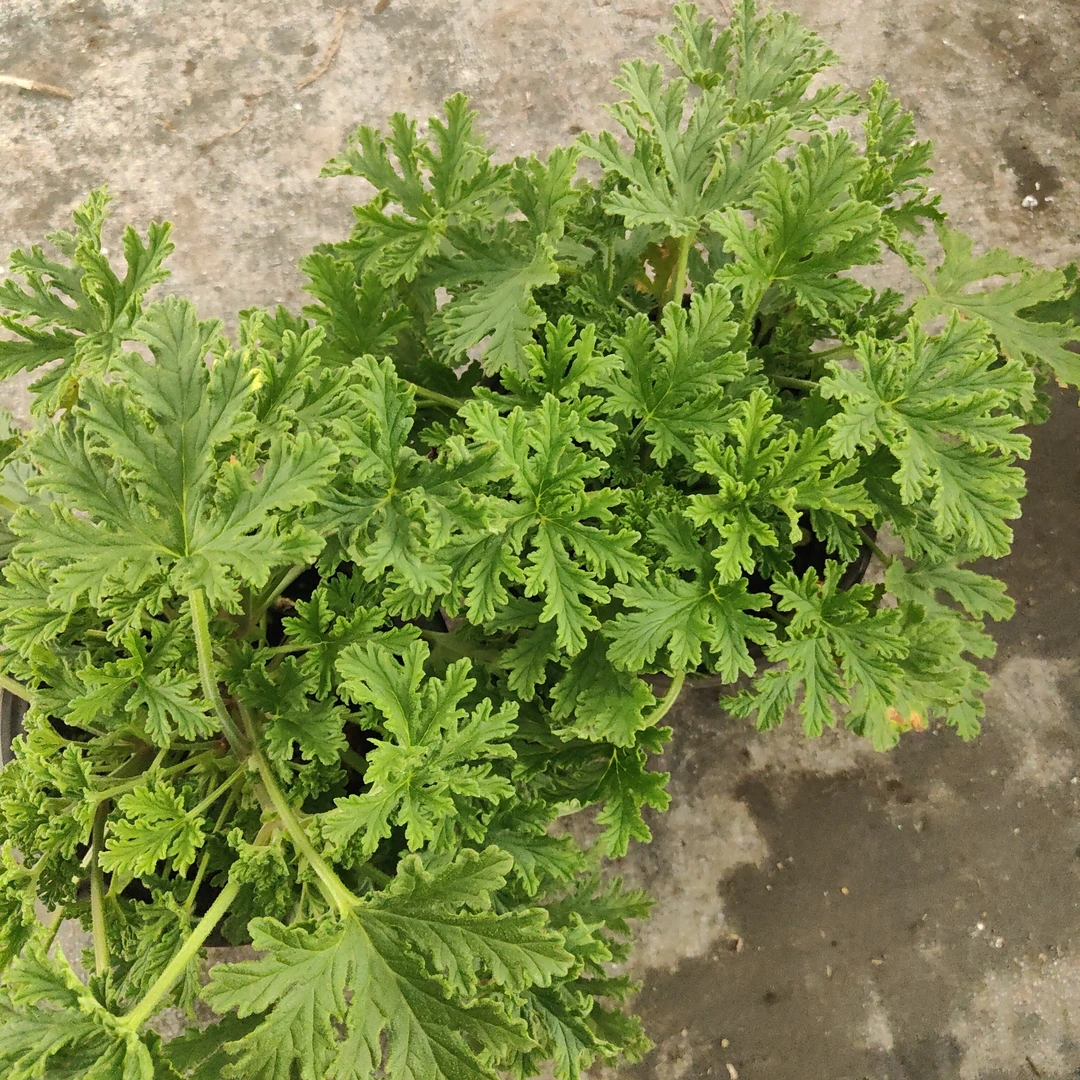 驱蚊草盆栽香叶天竺葵室内外绿植庭院防蚊植物花卉