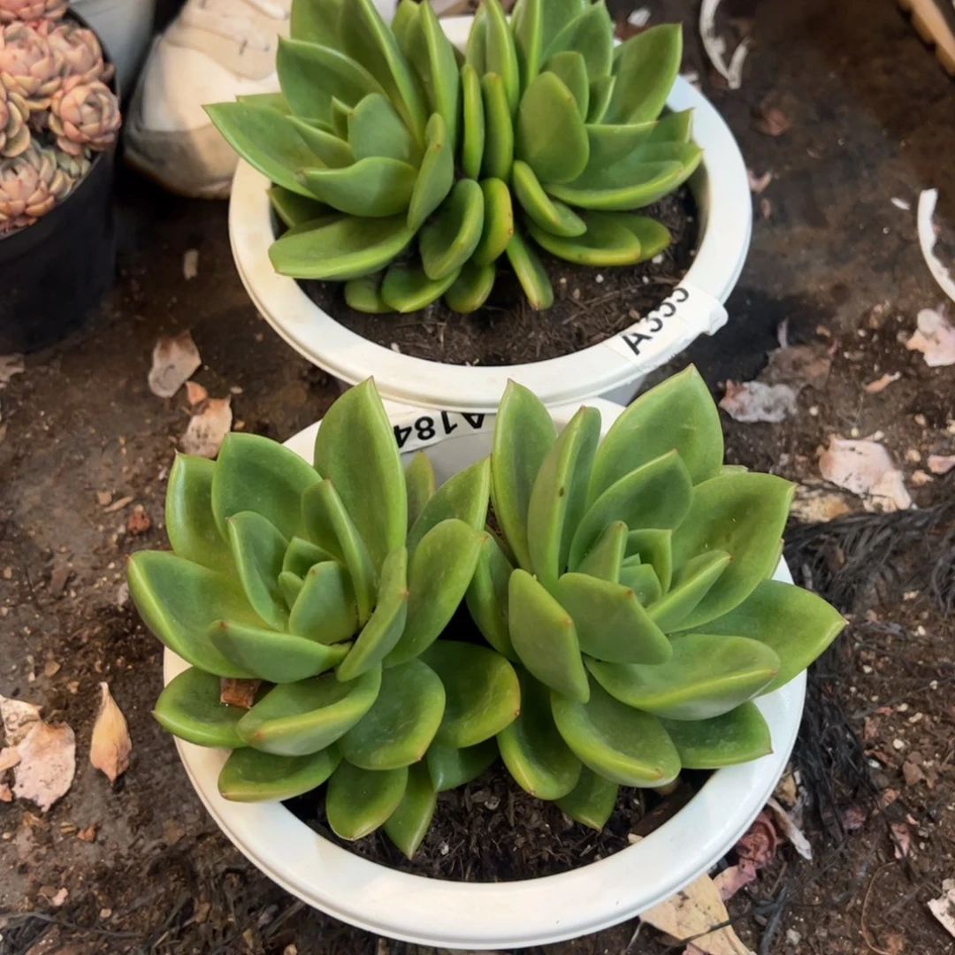 翠花双头多肉植物