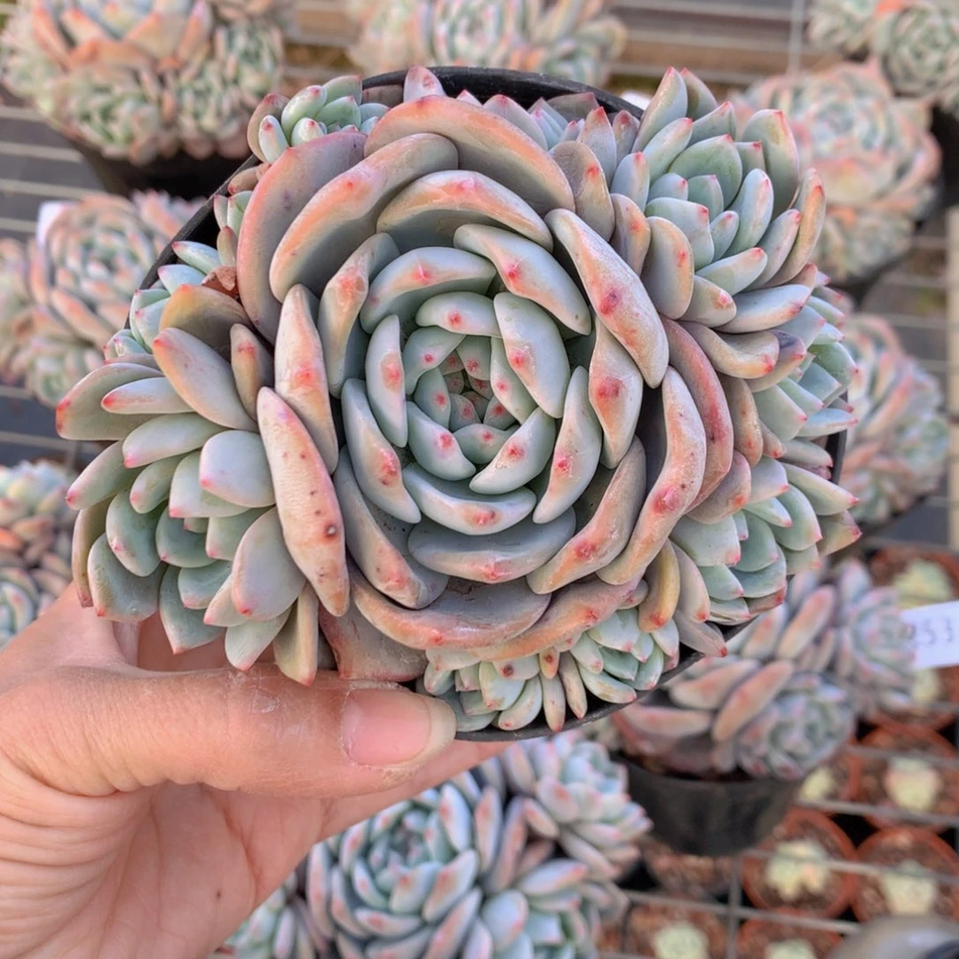 宁*2221多头一个小孩子在等待的