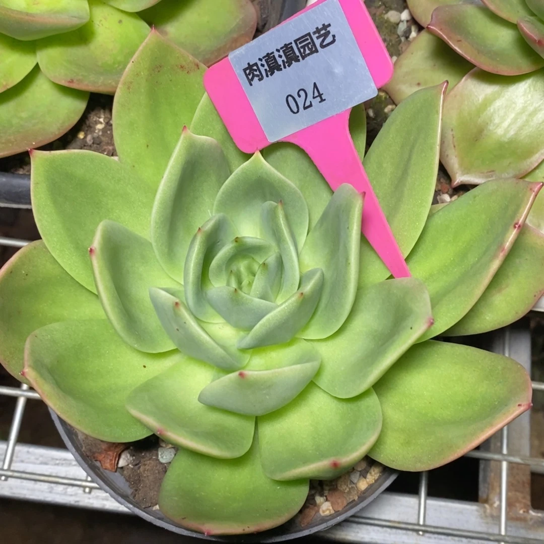 x024-多肉植物 翠鸟