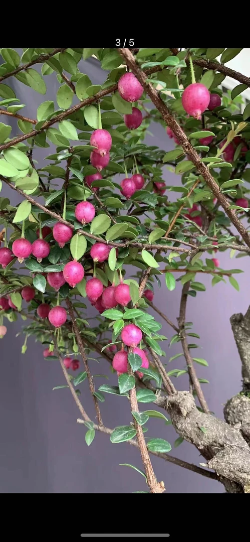 五翅莓盆景 吊金钟70