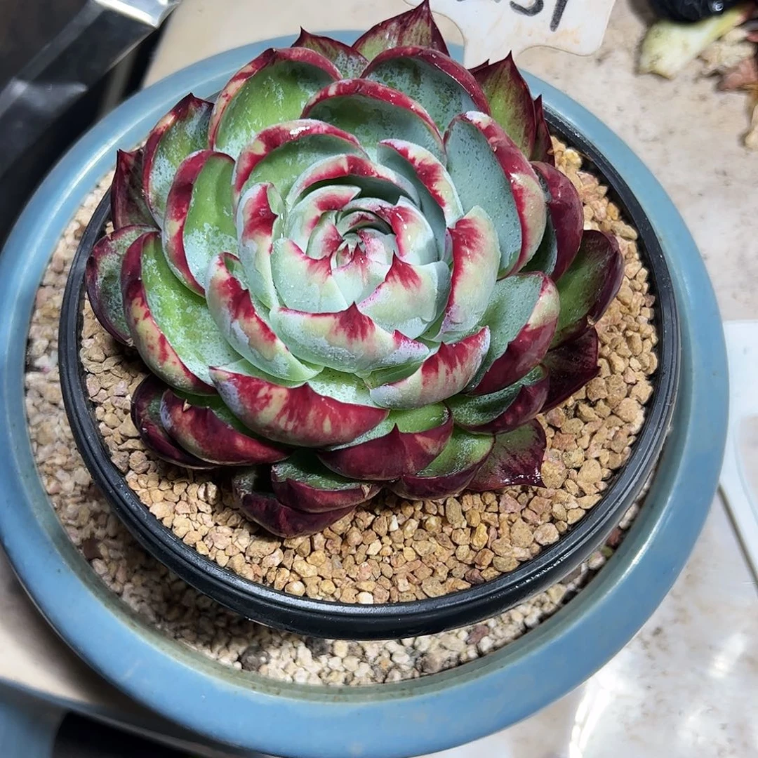 এ***‍惊鸿仙子一物一拍2151号