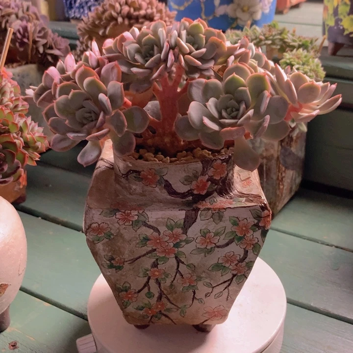 凌波仙子朵朵无砍自然群