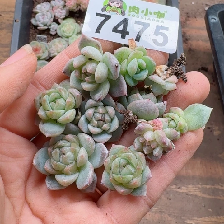 钱****?多肉植物多肉植物