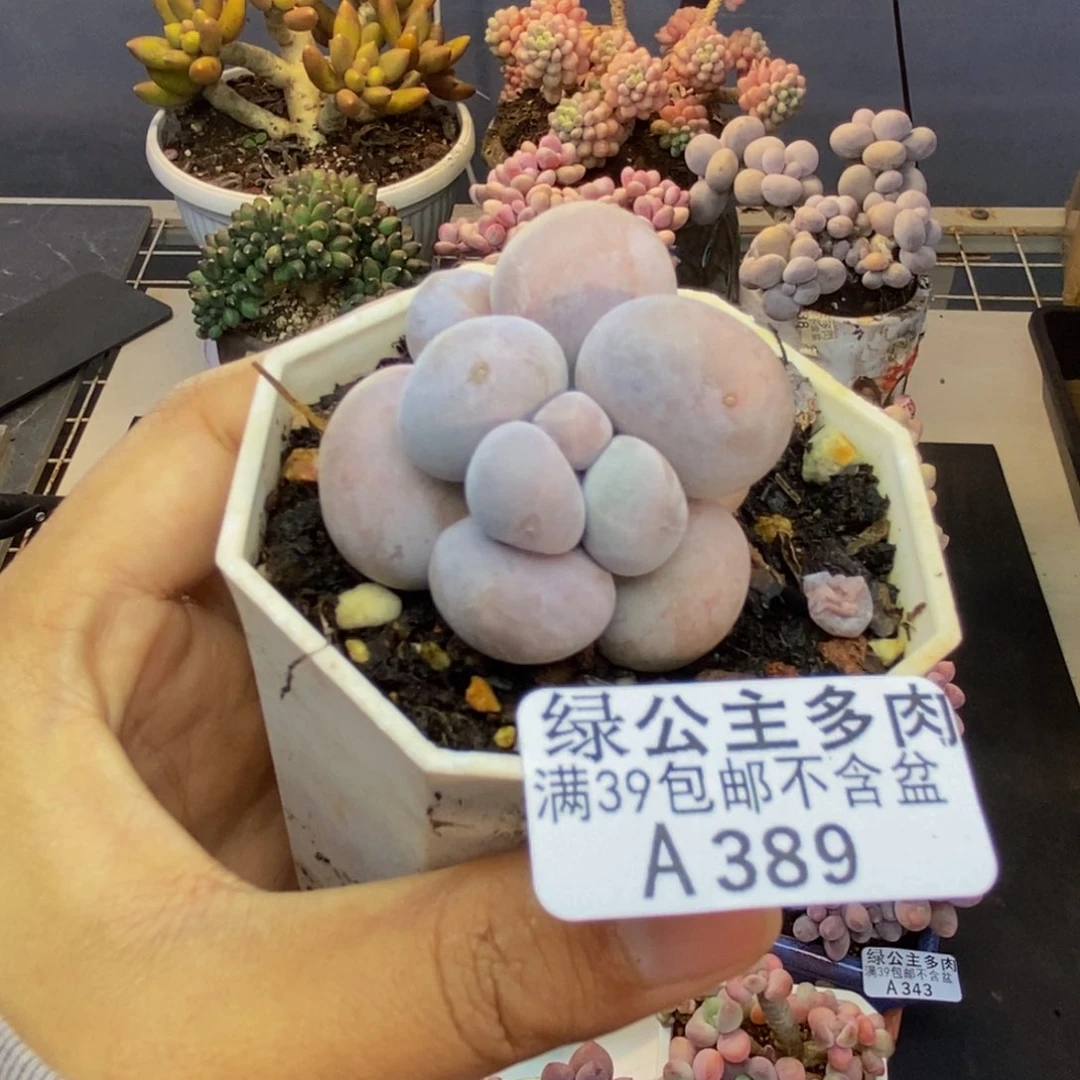 389芭比奶多肉4c m