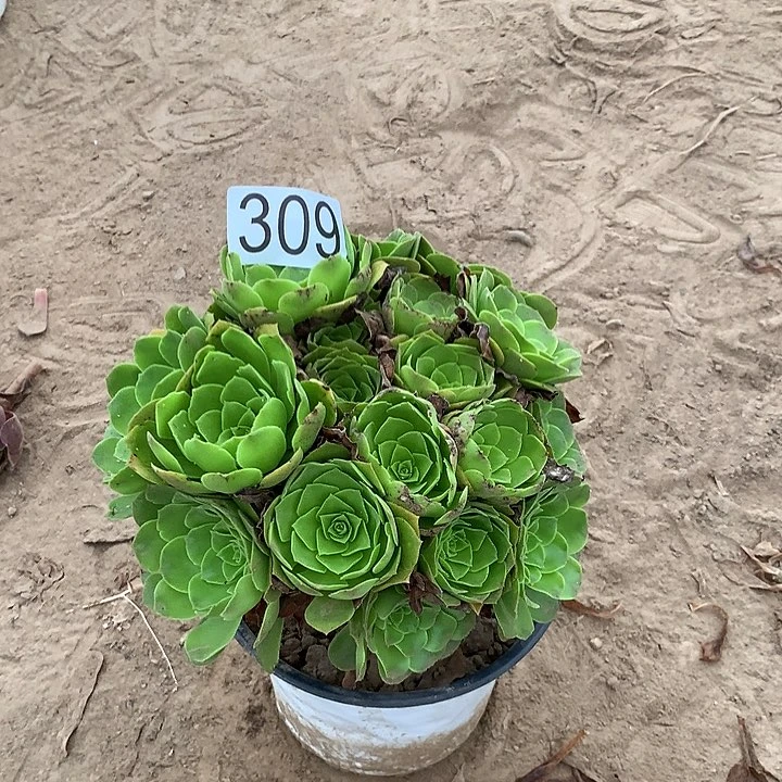 无花朵309绿杨蓉多肉