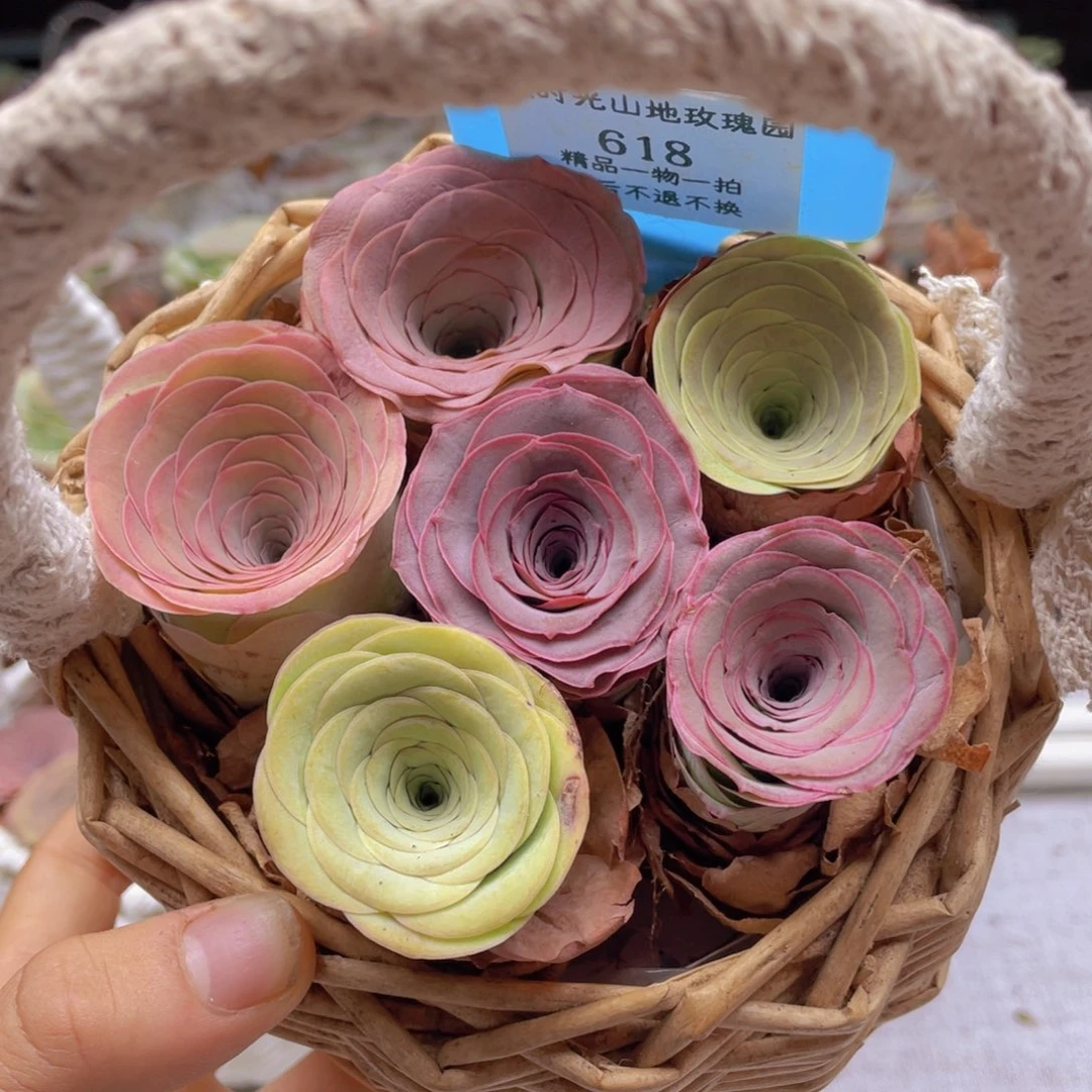 山地玫瑰618裸根发货不售后