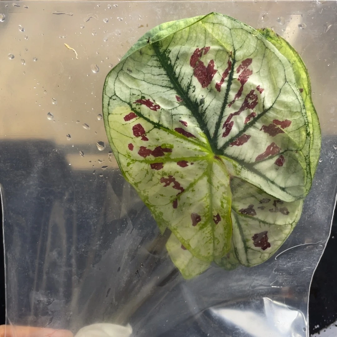 完全开放九世袋装发货