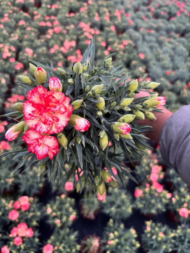 康乃馨阳台庭院种植基地直发