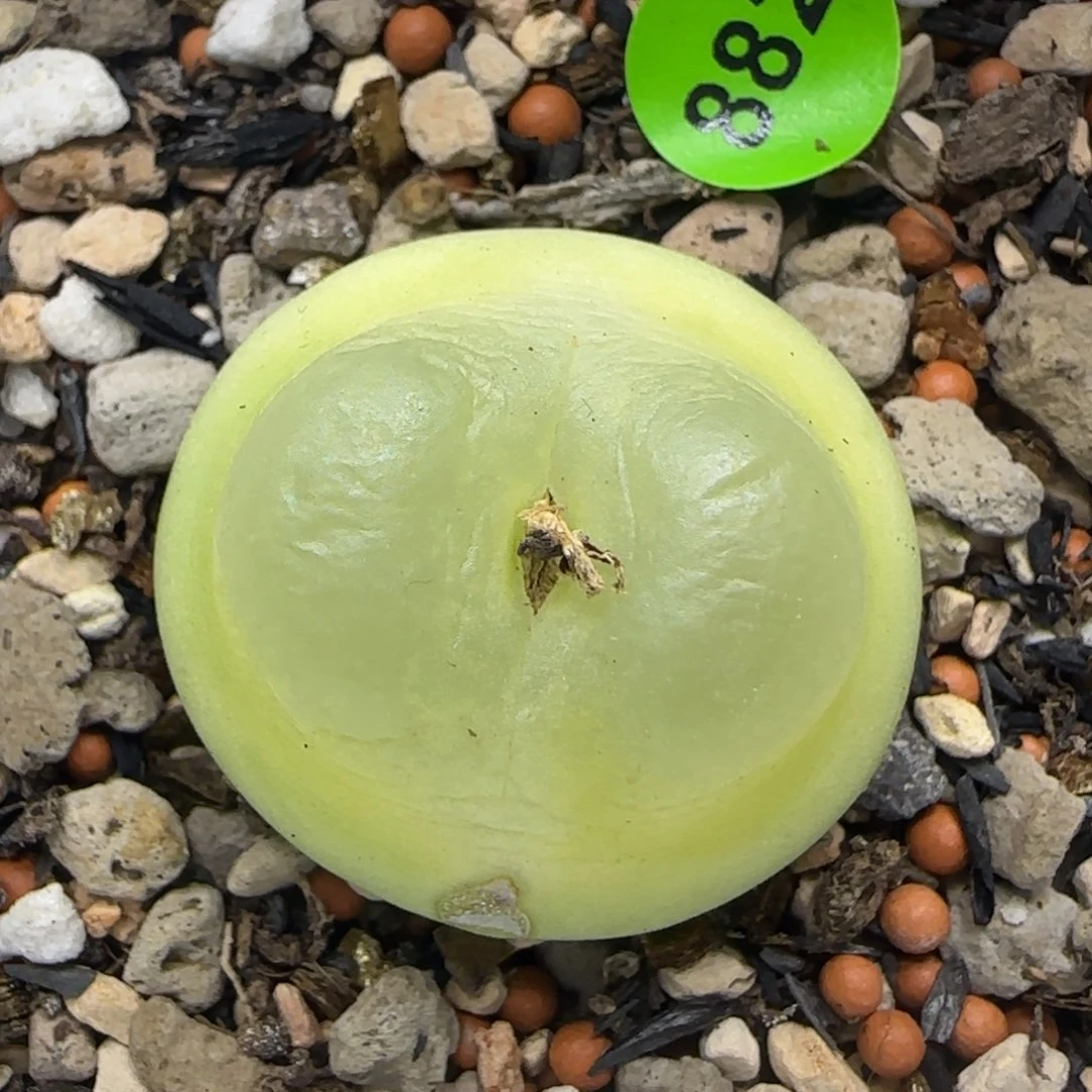 拉登2.6+有疤多肉882