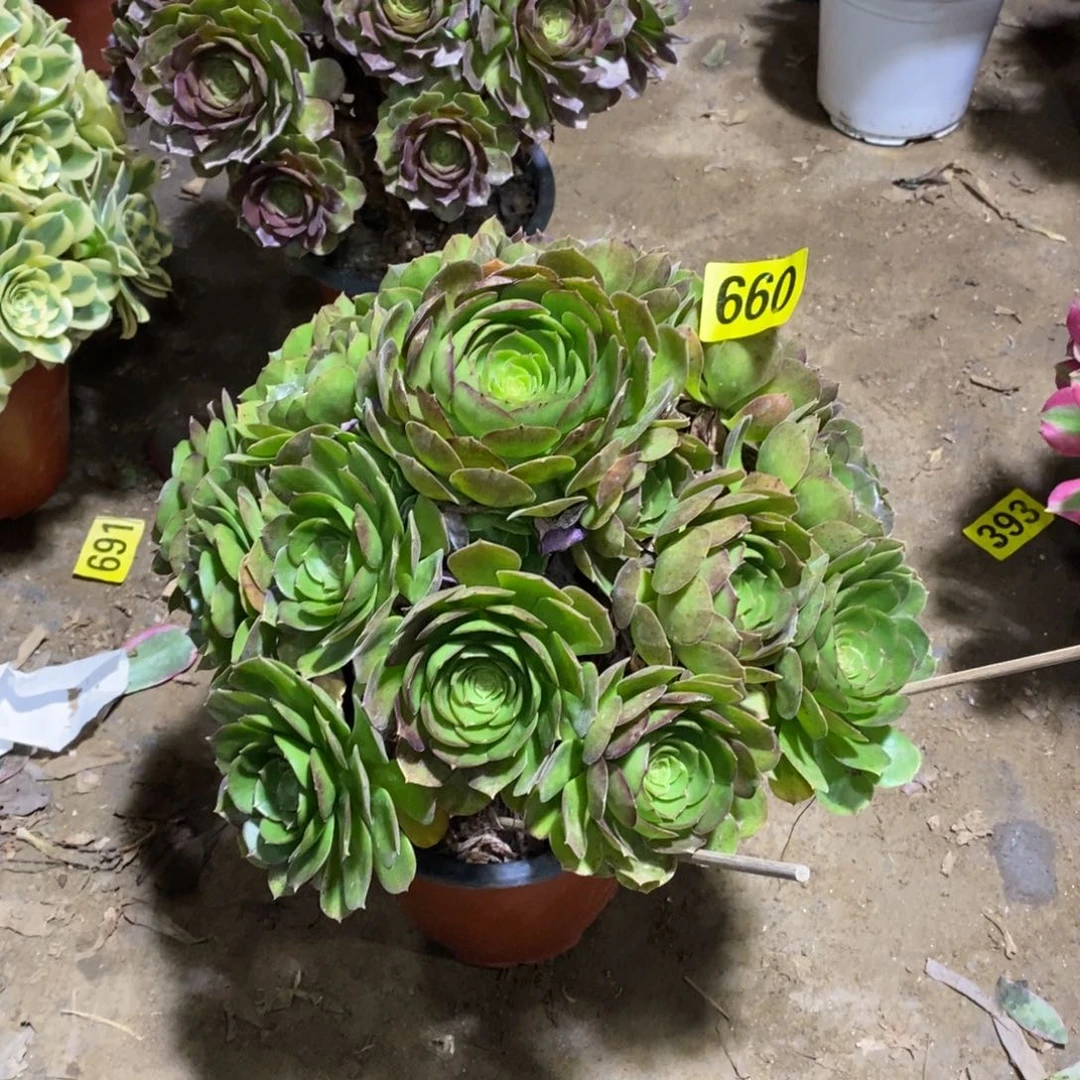 随**安万圣节多肉法师660