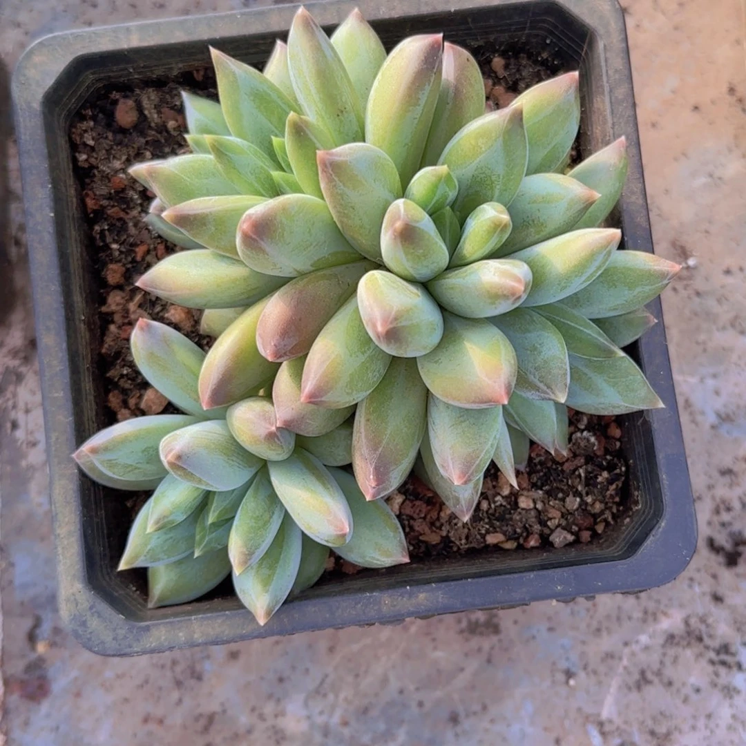 重楼福利11111111111