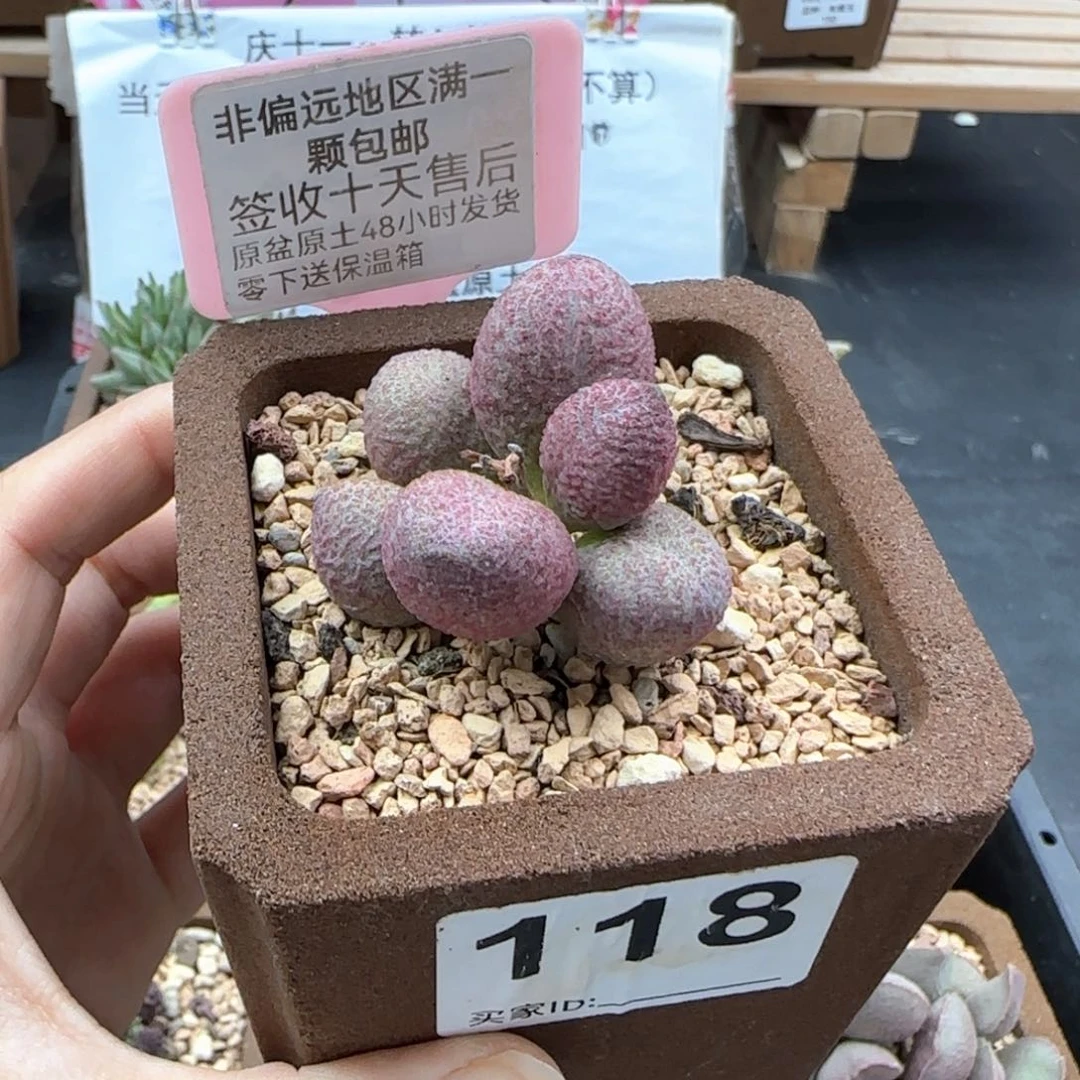 118服部多肉植物