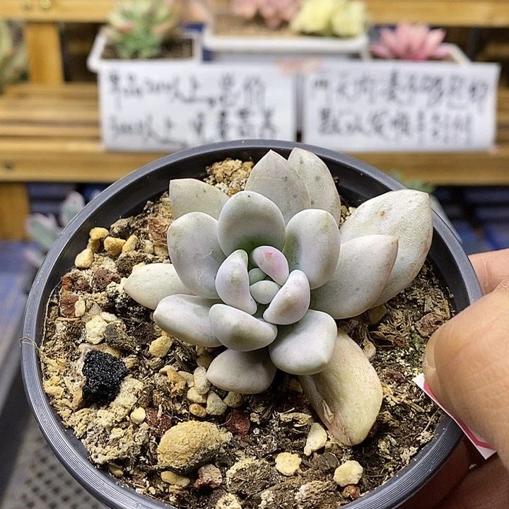 03136 奥普西瓜锦