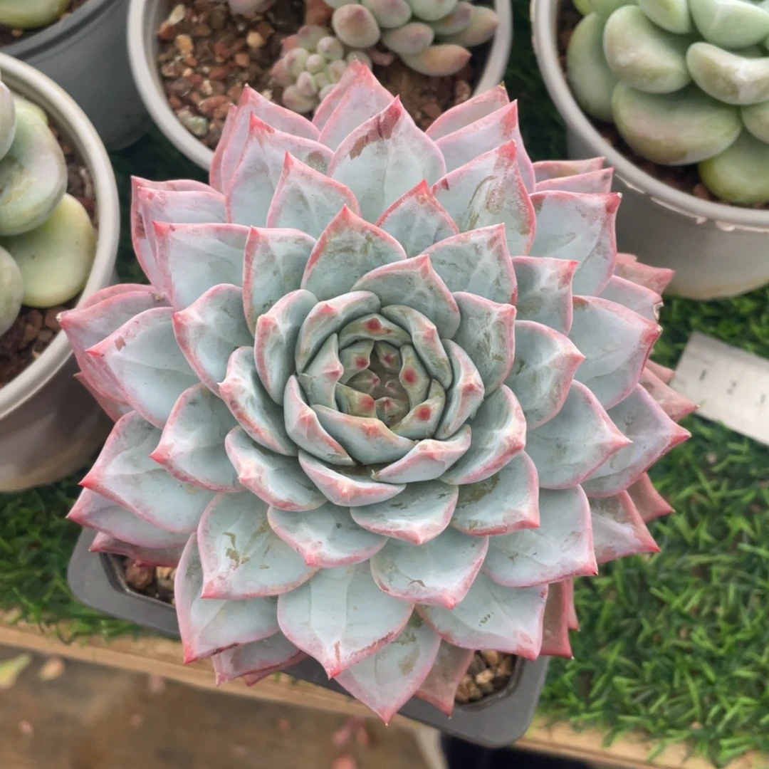 粉蓝鸟冠幅12 公分一物一拍