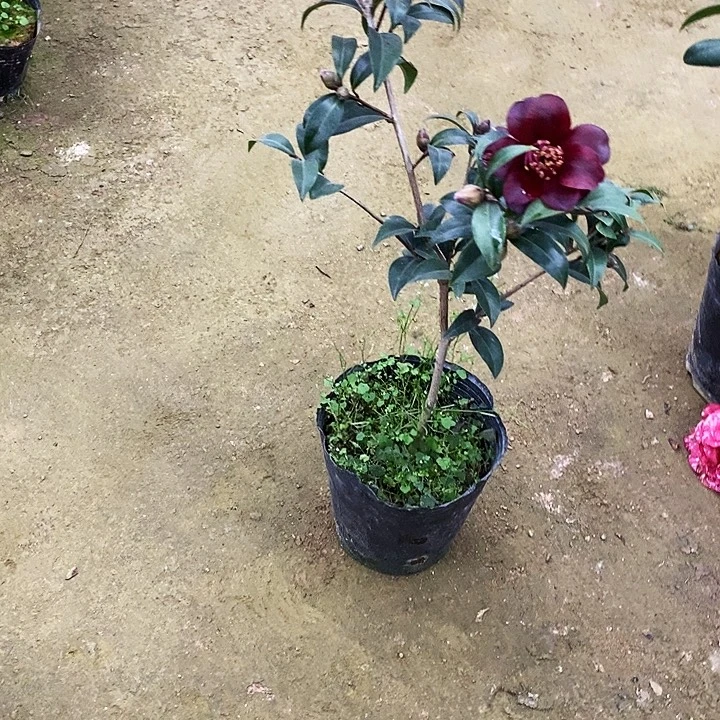 黑骑士。   茶花。。  978。