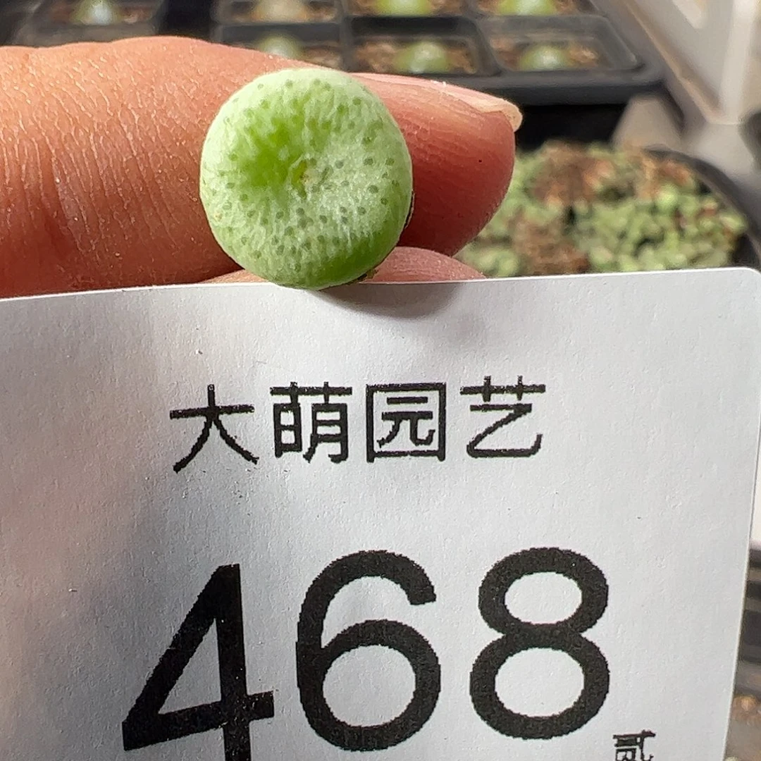 0000468量拍史莱克 1颗尺寸0.9上下