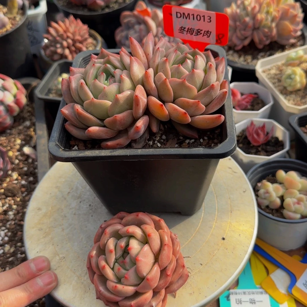 三*云南精品多肉1013