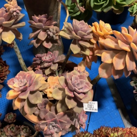 不****月1303紫乐锦多肉