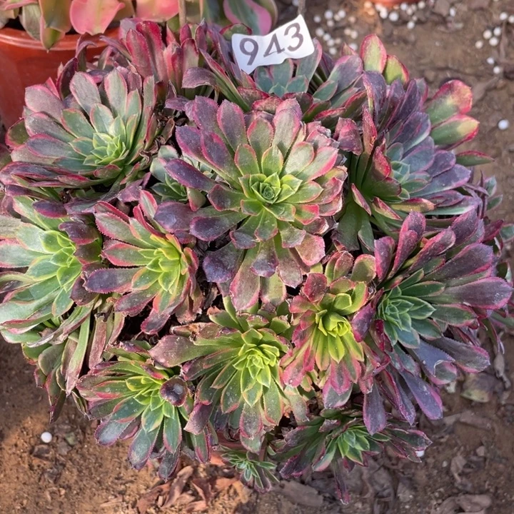 943朝霞多肉植物的