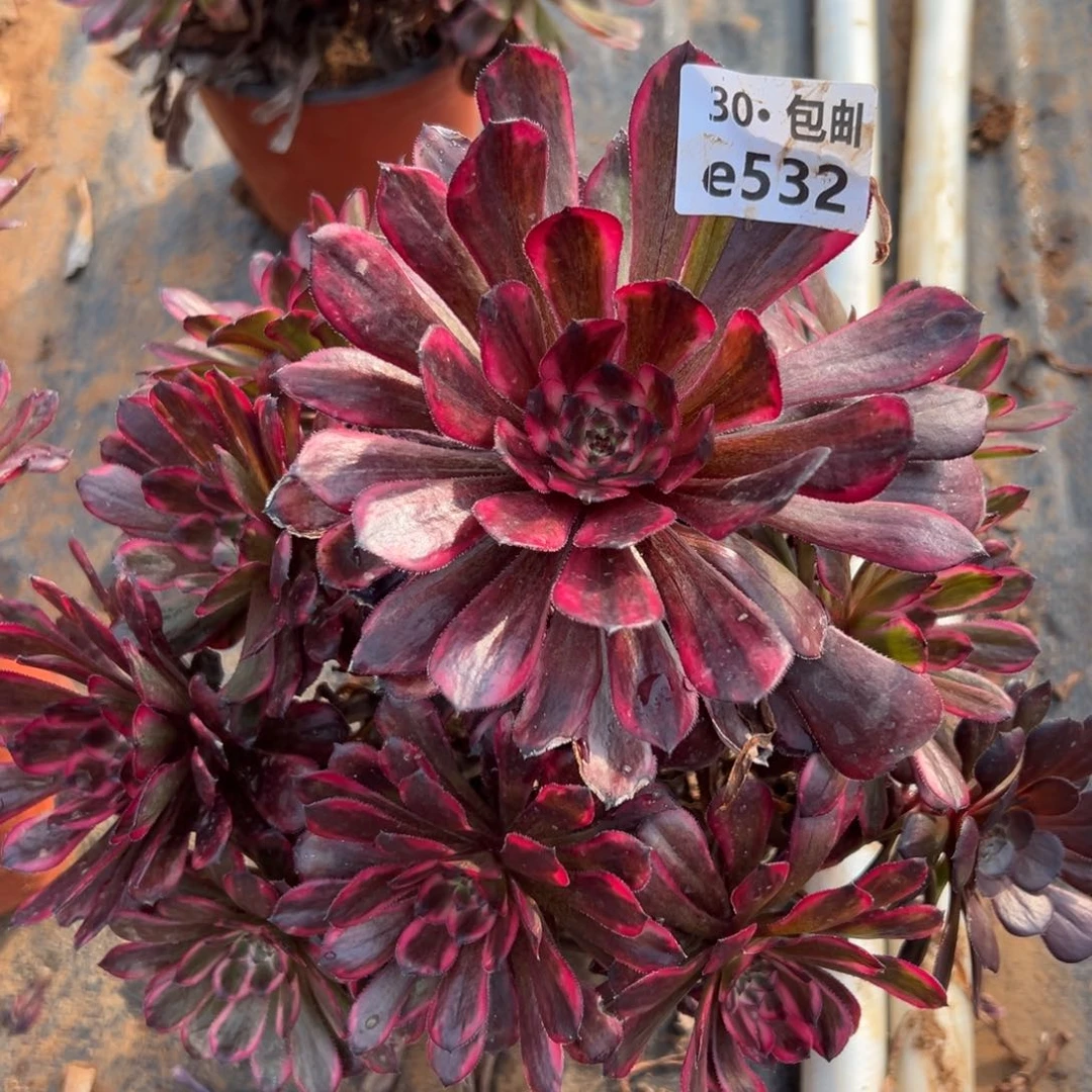 532红金刚多肉法师