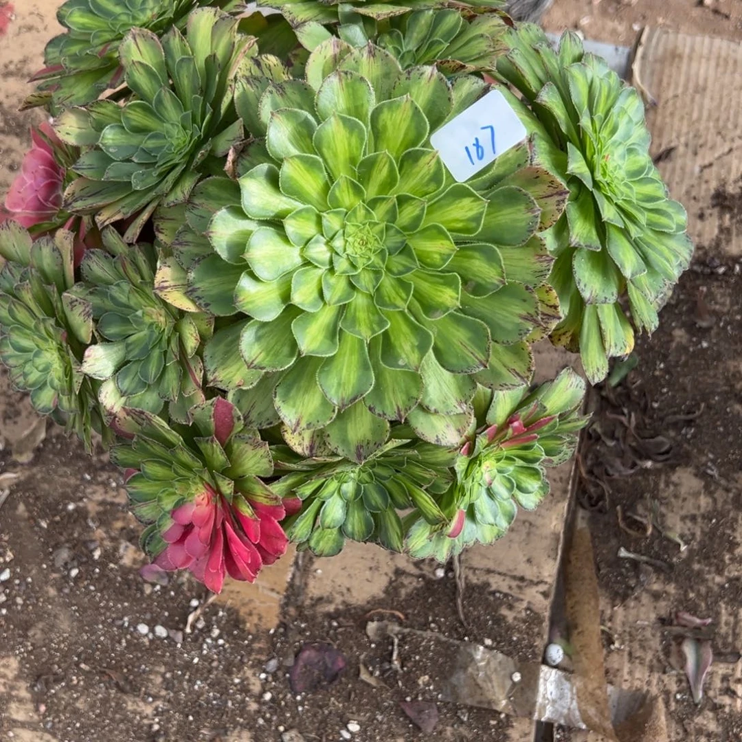 187知否多肉多肉多肉多肉