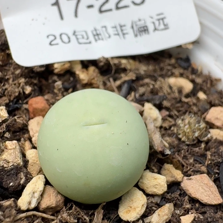 225带盆土鸽子蛋一颗1.2+