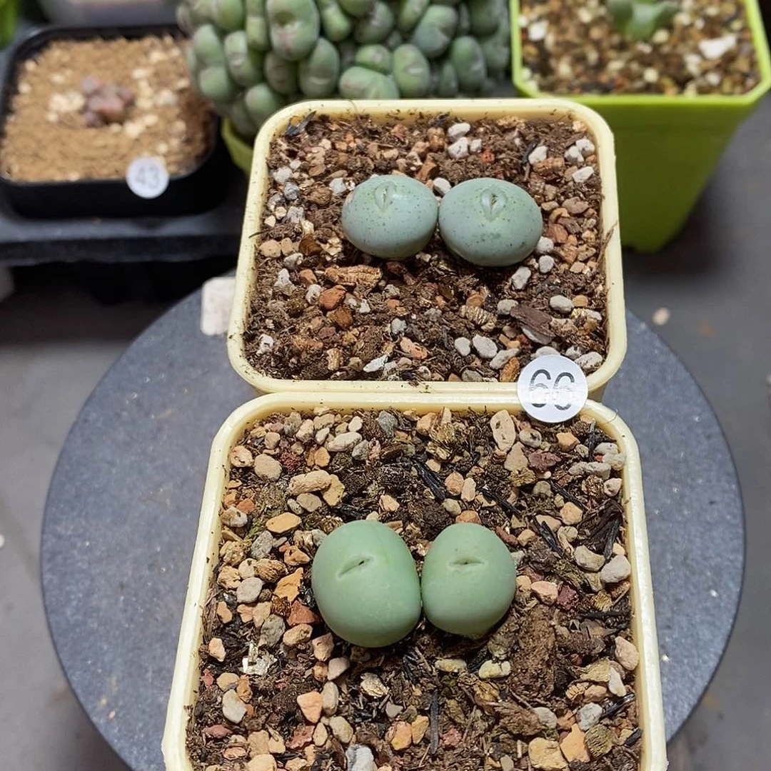 嘴多肉植物66号好养