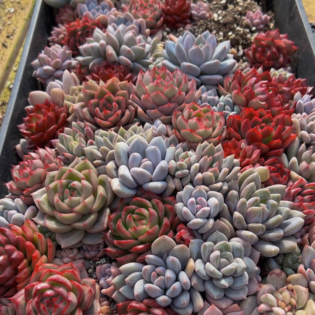 707多肉葡萄的味道是真的很