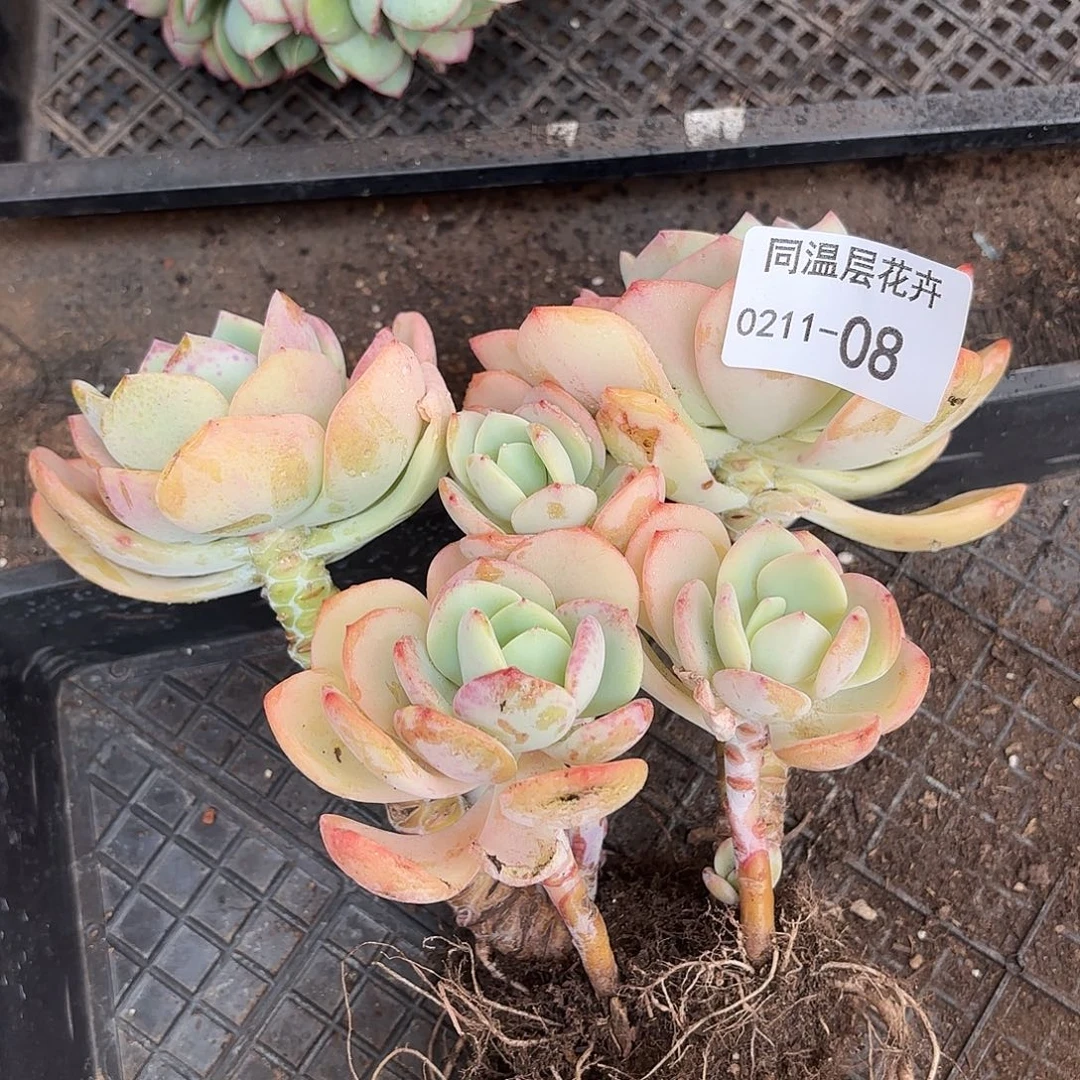 同温层多肉08白月光