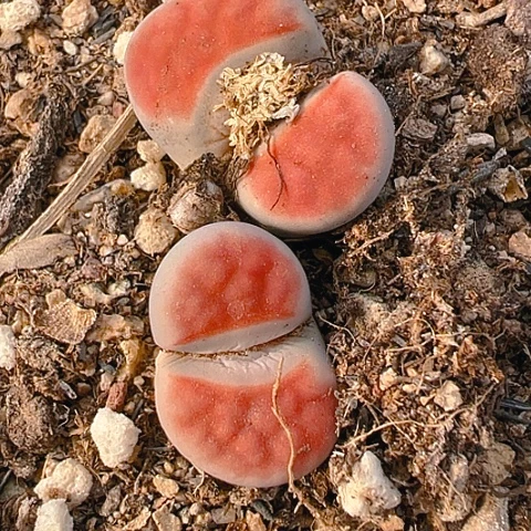 【闪购商品】21652