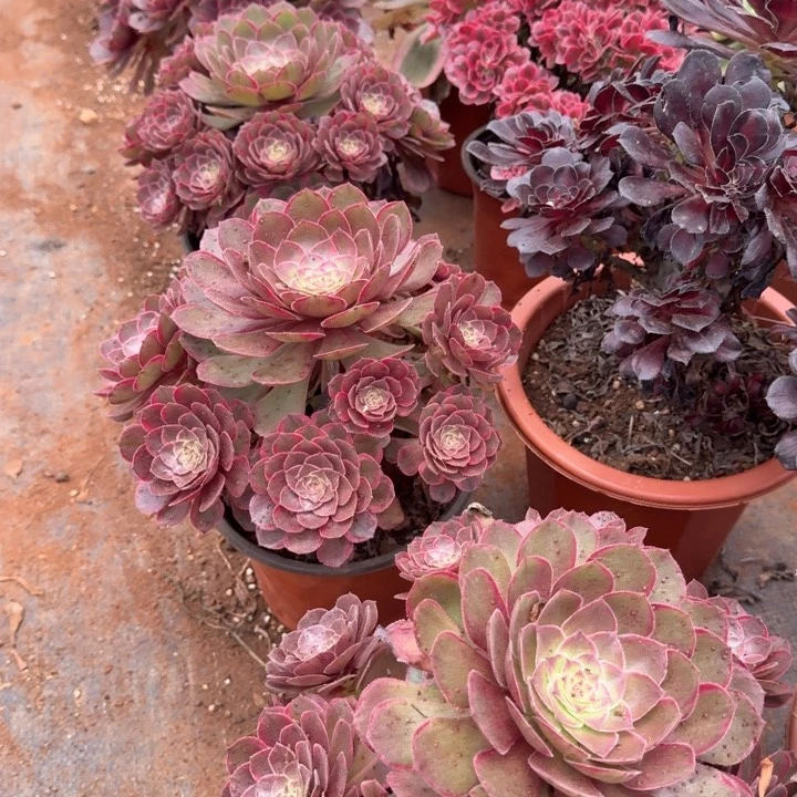 莲花座群生啊啊啊啊