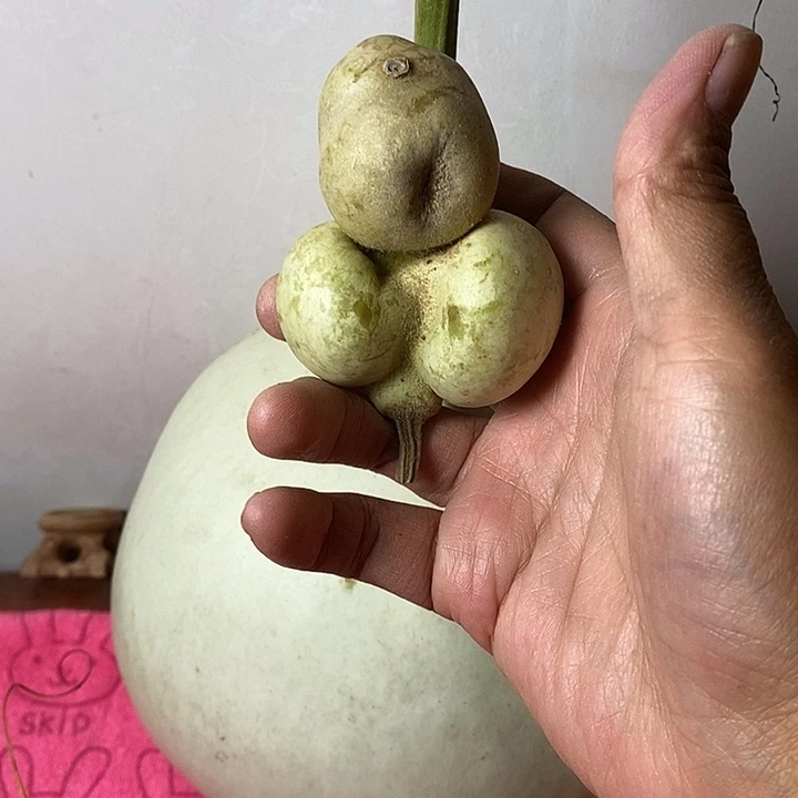 葫***生青皮手把件葫芦摆件