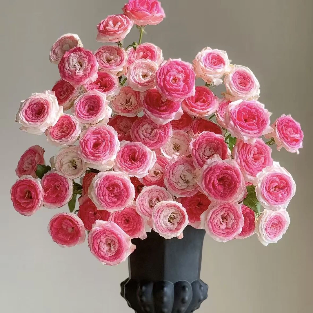 【午夜魔法】一单升级顺丰冷链或德邦空运送货上门~云南鲜花批发