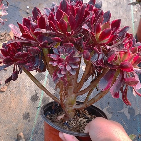 761金丝多肉植物