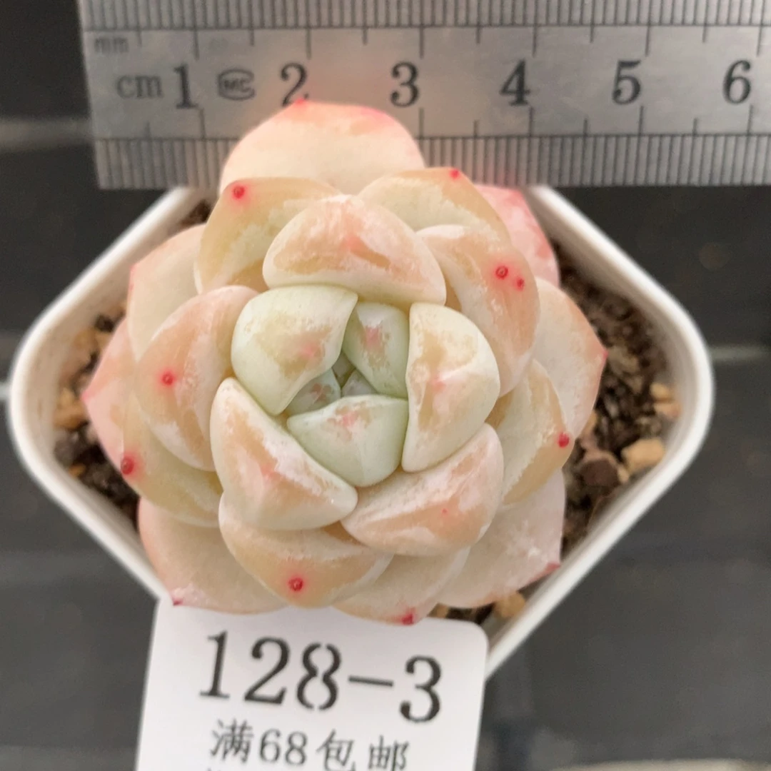 3。白底冰玉杂。满六八包邮。