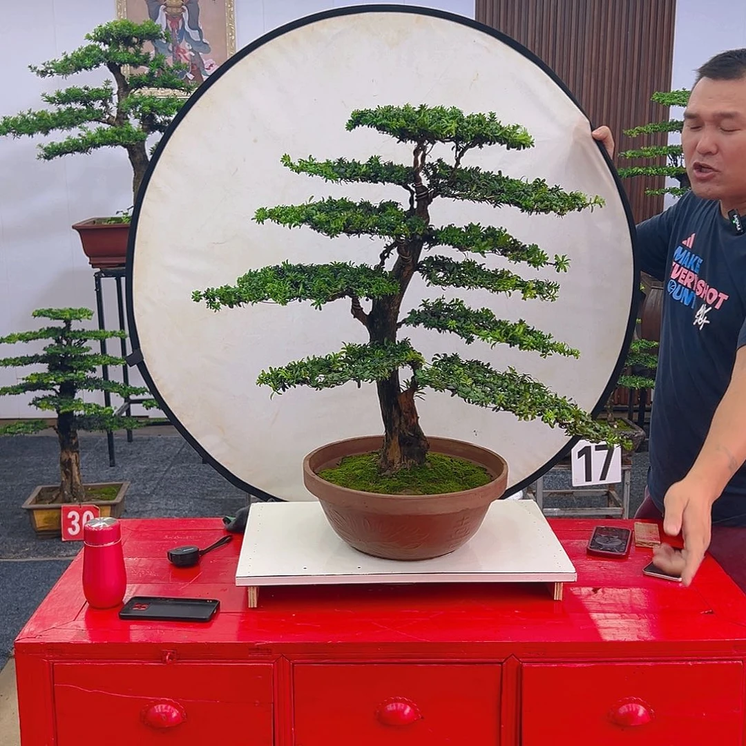 不开花植物红芽罗汉松老桩