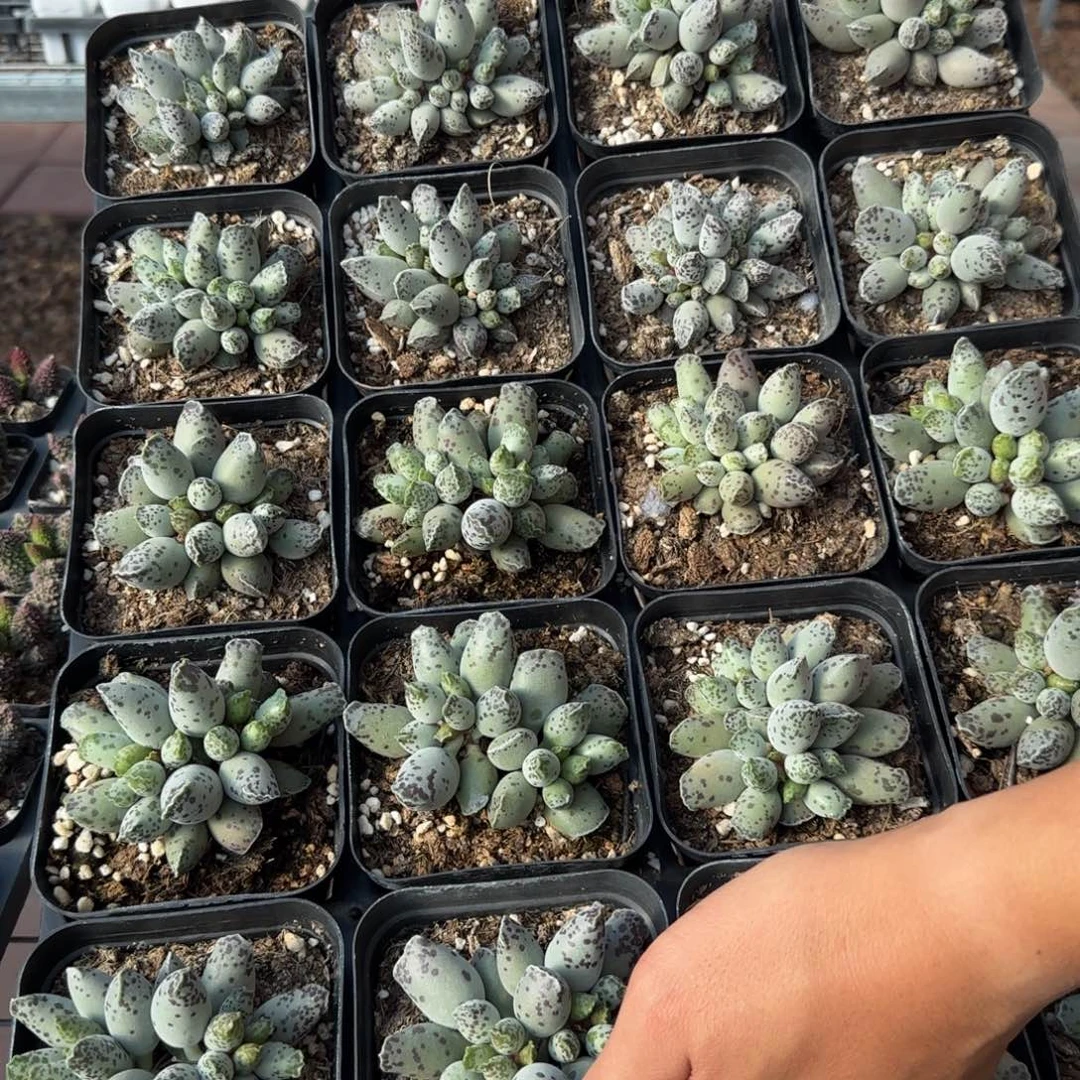 单颗白肌海豹量拍链接