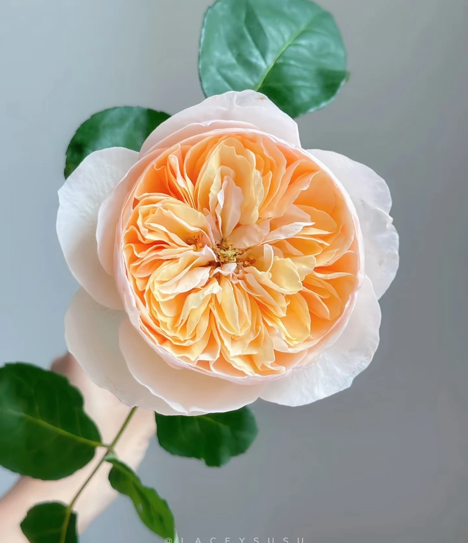 【买二单赠一】朱丽叶 Juliet 稀有单头玫瑰