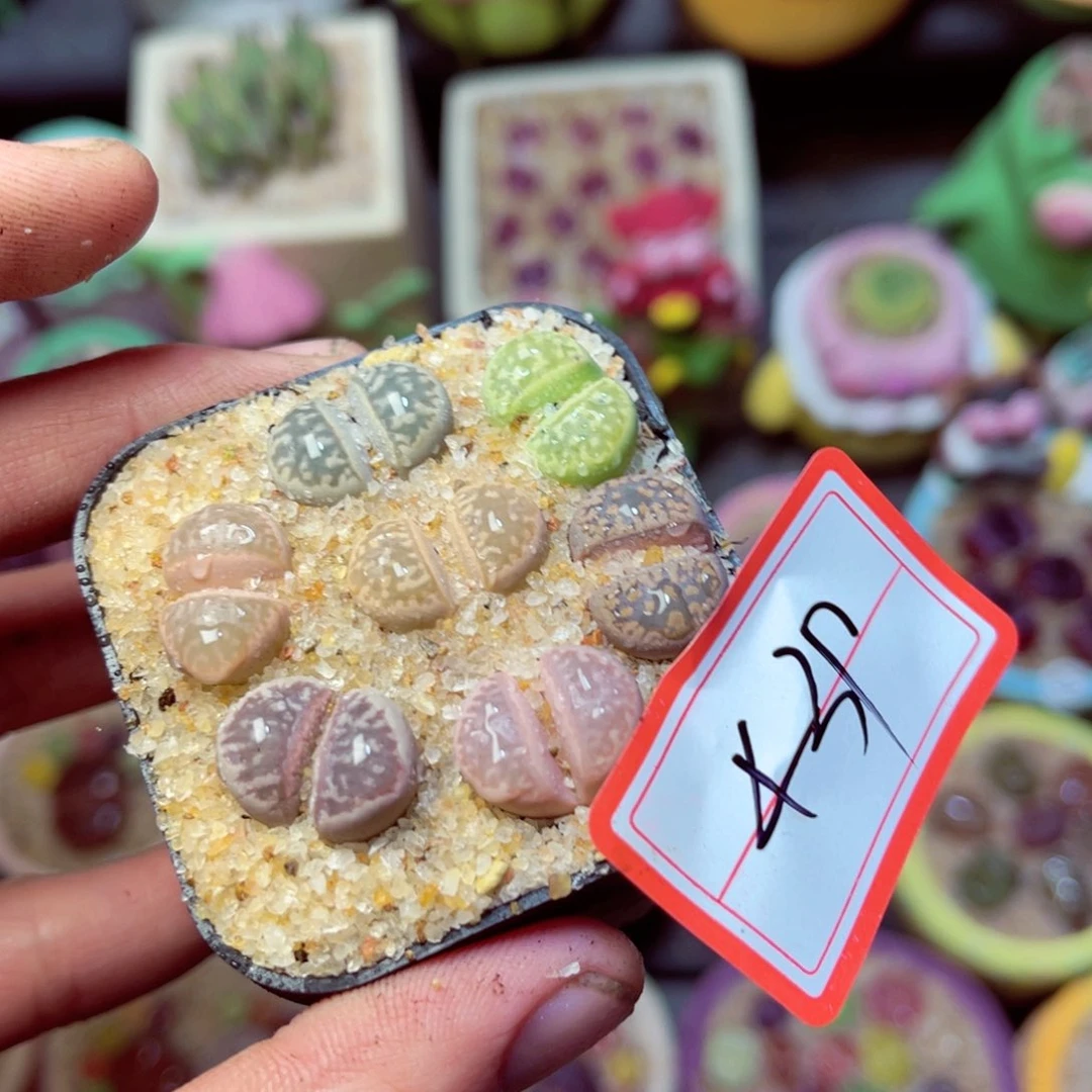 439生石花带盆发