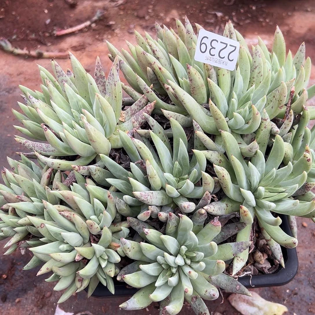 阿尔比芙罗拉仙女杯多肉。