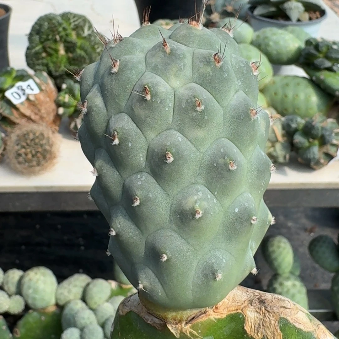 【闪购商品】无花朵巨型一号习 志野