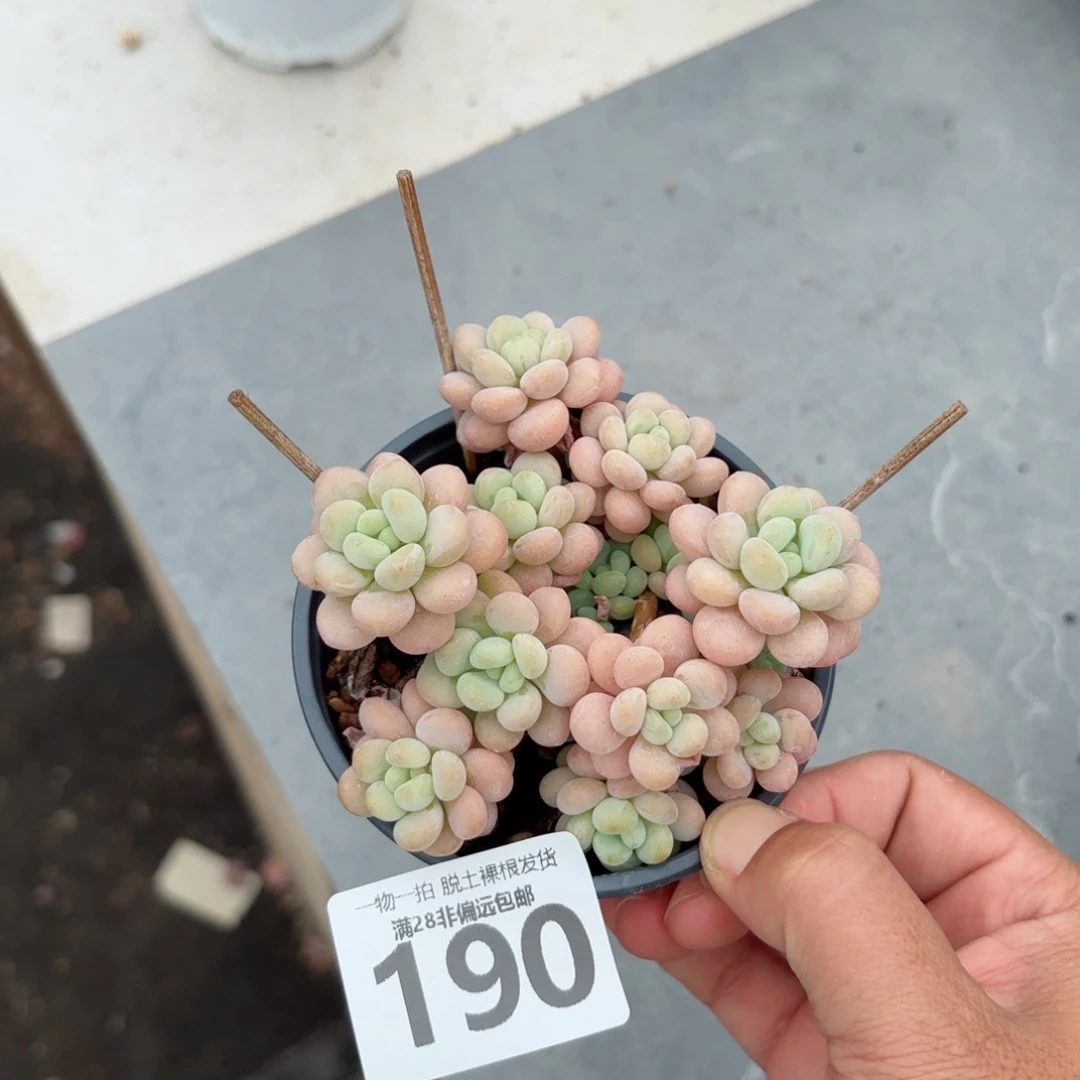 韩系洛可可无盆土发货