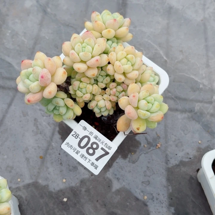 樱花罗琦无盆土发货多肉无盆土