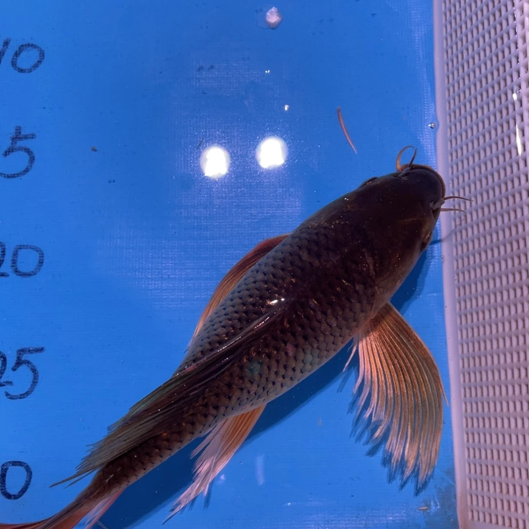 锦鲤锦鲤包邮包售后