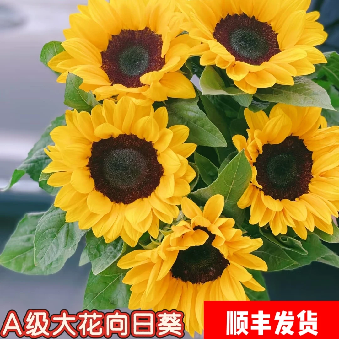 向日葵太阳鲜花可水养用于桌面办公摆台云南基地直发