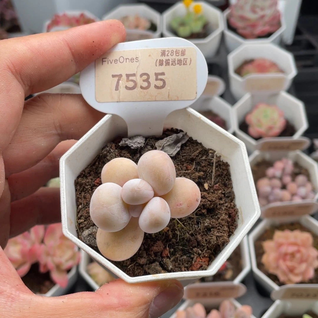 橙雪球奶酪7535-4厘米