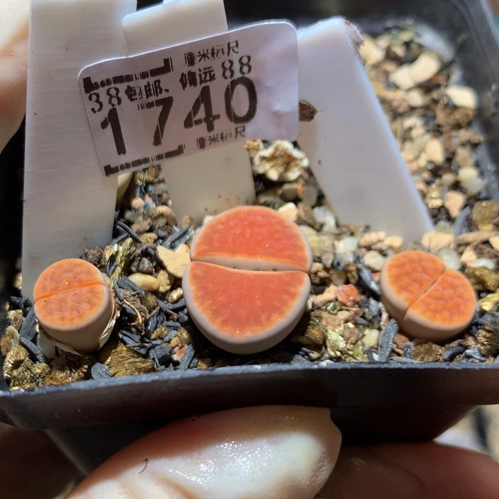 小**我Sss精品生石花1740
